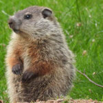 Close up photo of a groundhog