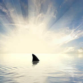 A shark fin in water with the sun shining on it