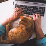 Close up of someone typing on a laptop with a cat sitting in between their hands as they type